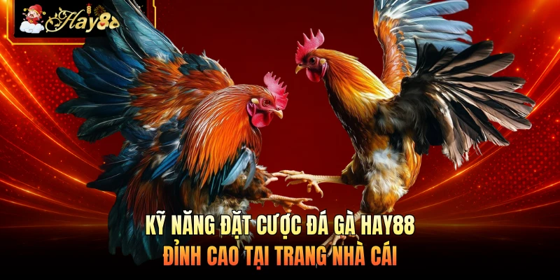 Kỹ năng đặt cược đá gà HAY88 đỉnh cao tại trang nhà cái