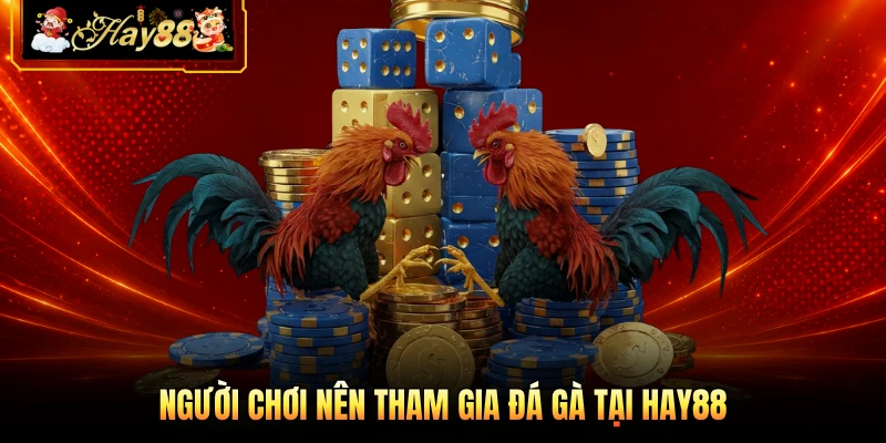Người chơi nên tham gia đá gà tại HAY88