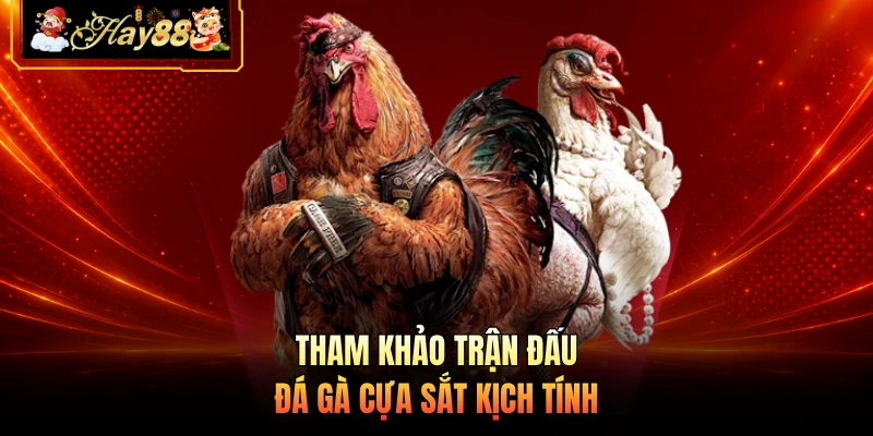 Nhà cái Hay88 Tham khảo trận đấu đá gà cựa sắt kịch tính