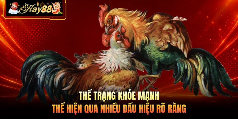 Thể trạng khỏe mạnh thể hiện qua nhiều dấu hiệu rõ ràng