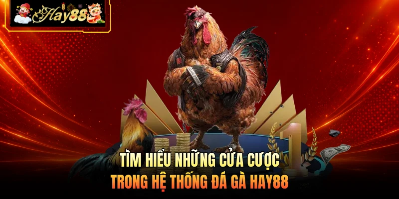 Tìm hiểu những cửa cược trong hệ thống đá gà HAY88